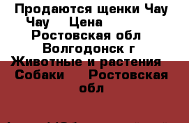 Продаются щенки Чау-Чау. › Цена ­ 15 000 - Ростовская обл., Волгодонск г. Животные и растения » Собаки   . Ростовская обл.